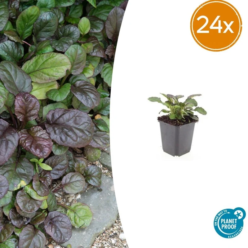 24x Ajuga reptans ‘Catlin’s Giant’ – Bodendecker mit violettem Laub & Blüten – Höhe 10–25 cm – Ø 9 cm