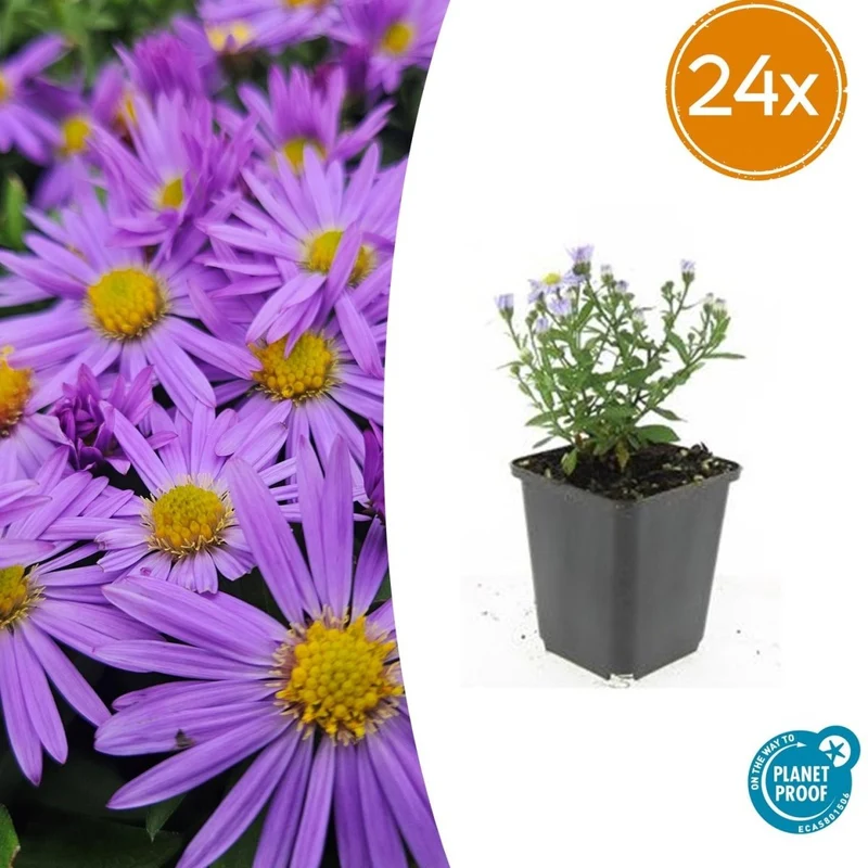 24x Kissen-Aster 'Prof. Anton Kippenberg' kaufen – Aster dumosus | Herbstblüte, winterhart