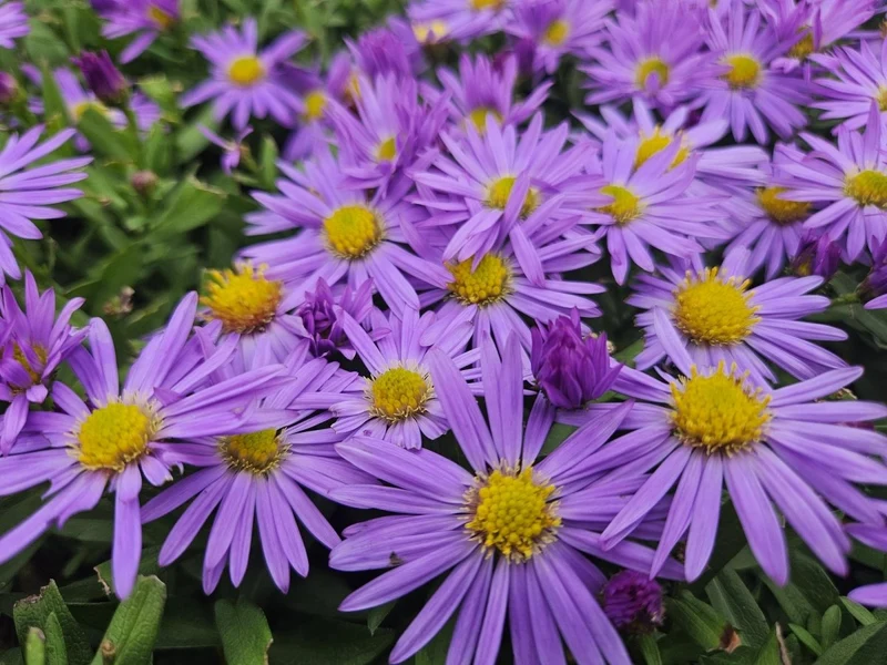 24x Kissen-Aster 'Prof. Anton Kippenberg' kaufen – Aster dumosus | Herbstblüte, winterhart