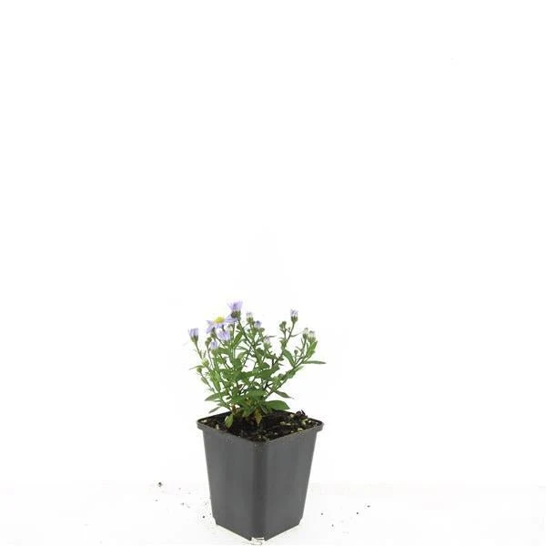 24x Kissen-Aster 'Prof. Anton Kippenberg' kaufen – Aster dumosus | Herbstblüte, winterhart