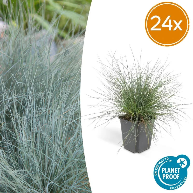 24x Festuca glauca ‘Elijah Bleu’ – Blauschwingel für Beete, Steingärten & Rabatten – Höhe 10–25 cm – Ø 9 cm