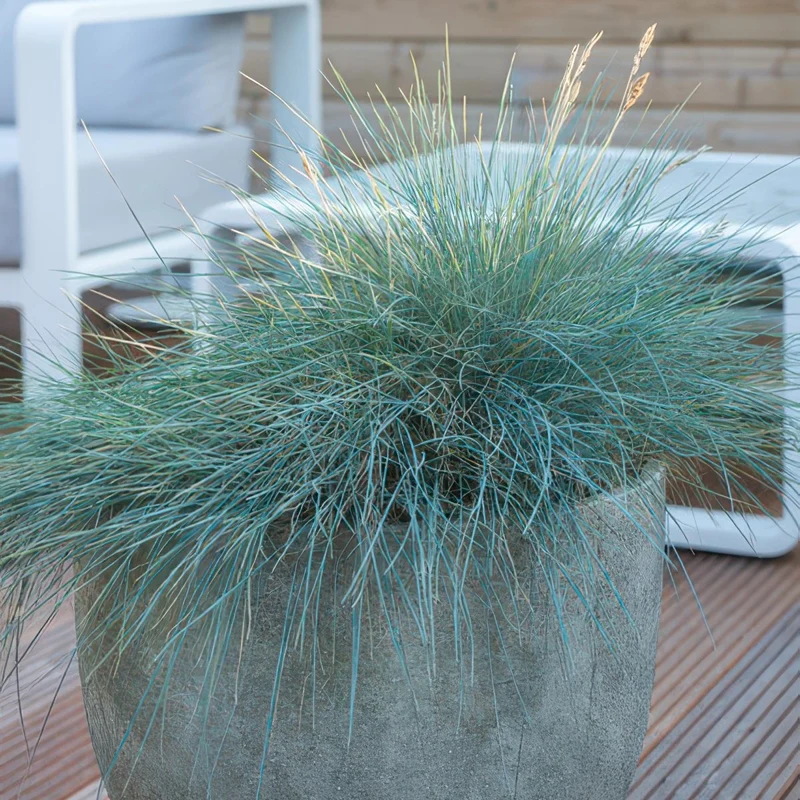 24x Festuca glauca ‘Elijah Bleu’ – Blauschwingel für Beete, Steingärten & Rabatten – Höhe 10–25 cm – Ø 9 cm