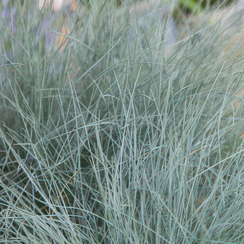 24x Festuca glauca ‘Elijah Bleu’ – Blauschwingel für Beete, Steingärten & Rabatten – Höhe 10–25 cm – Ø 9 cm