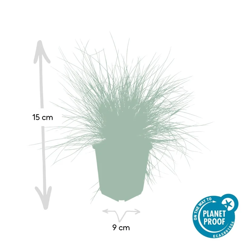 24x Festuca glauca ‘Elijah Bleu’ – Blauschwingel für Beete, Steingärten & Rabatten – Höhe 10–25 cm – Ø 9 cm