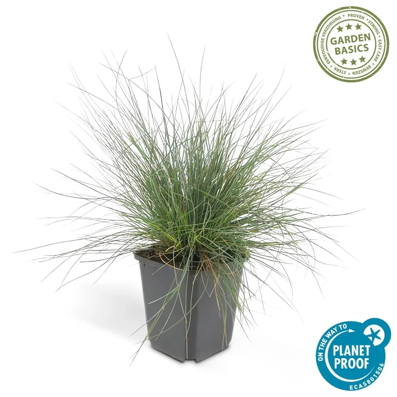 24x Festuca glauca ‘Elijah Bleu’ – Blauschwingel für Beete, Steingärten & Rabatten – Höhe 10–25 cm – Ø 9 cm