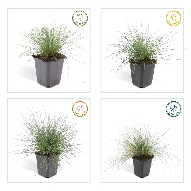 24x Festuca glauca ‘Elijah Bleu’ – Blauschwingel für Beete, Steingärten & Rabatten – Höhe 10–25 cm – Ø 9 cm