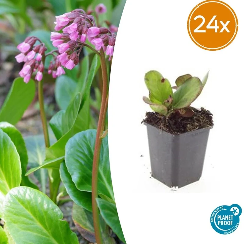24x Bergenia cordifolia ‘Herbstblüte’ – Herbstblühende Bergenie für Beete & Rabatten – Höhe 10–25 cm – Ø 9 cm