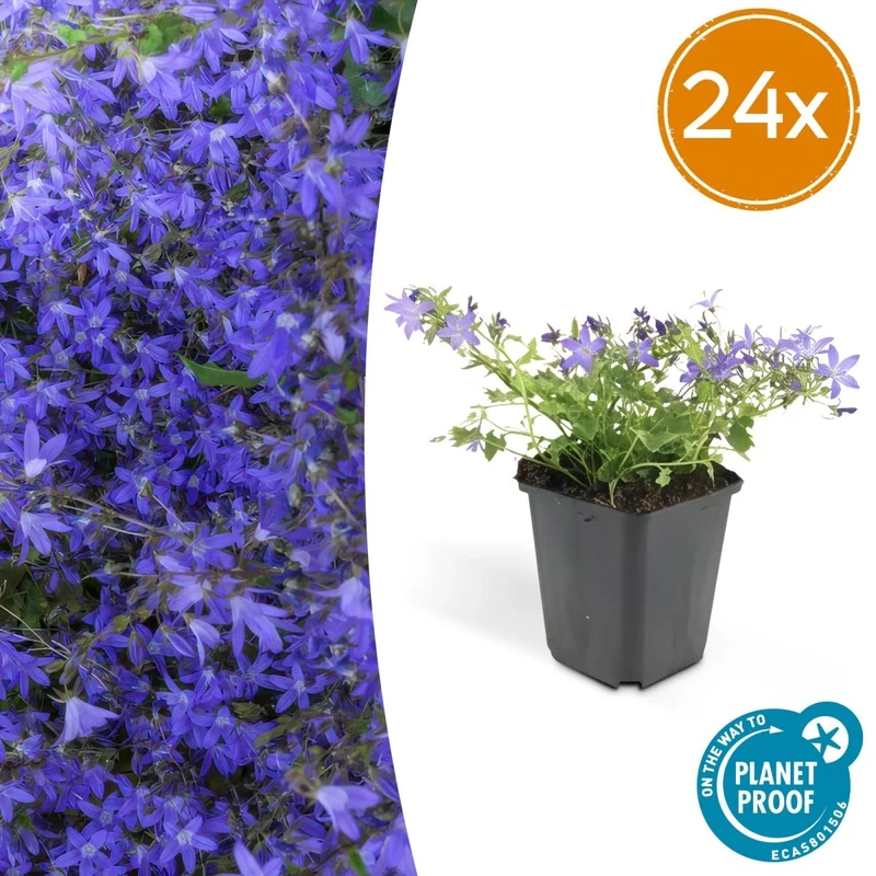 24x Campanula poscharskyana ‘Stella’ – Hängepolster-Glockenblume für Beete, Mauern & Balkon – Höhe 10–25 cm – Ø 9 cm