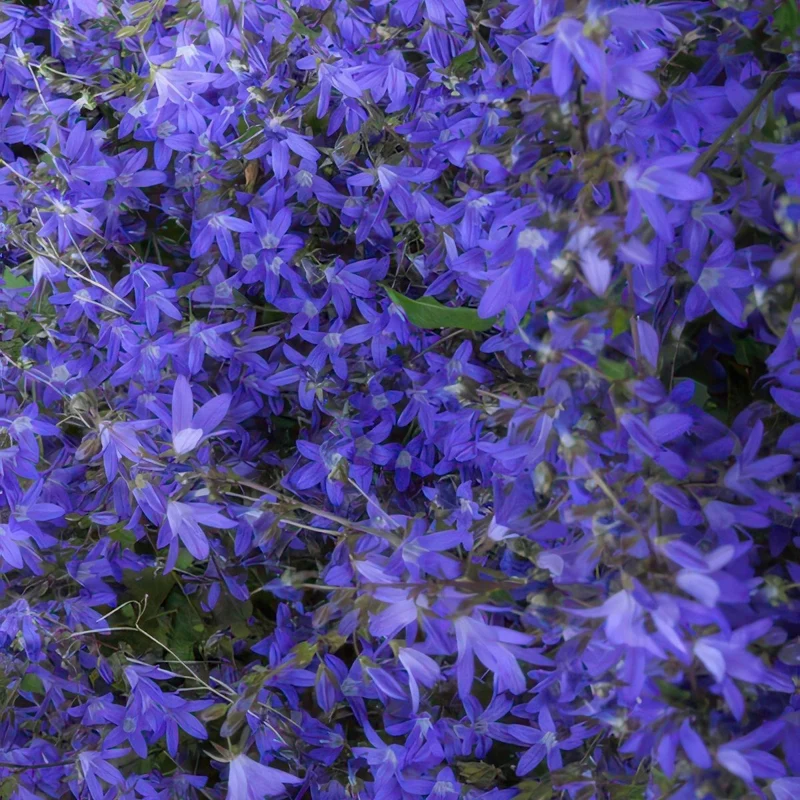 24x Campanula poscharskyana ‘Stella’ – Hängepolster-Glockenblume für Beete, Mauern & Balkon – Höhe 10–25 cm – Ø 9 cm