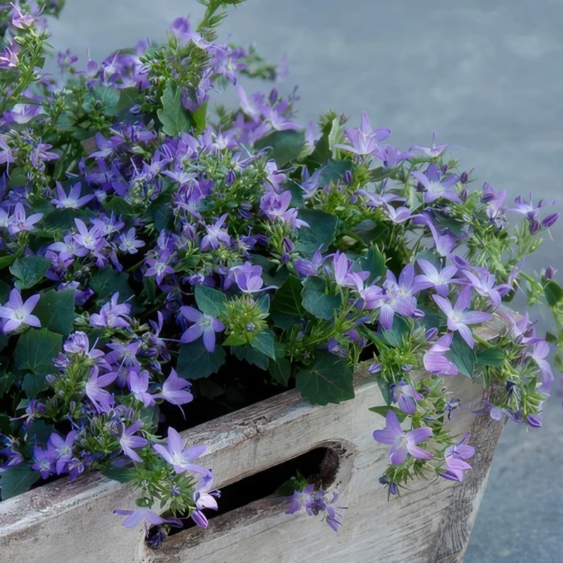 24x Campanula poscharskyana ‘Stella’ – Hängepolster-Glockenblume für Beete, Mauern & Balkon – Höhe 10–25 cm – Ø 9 cm