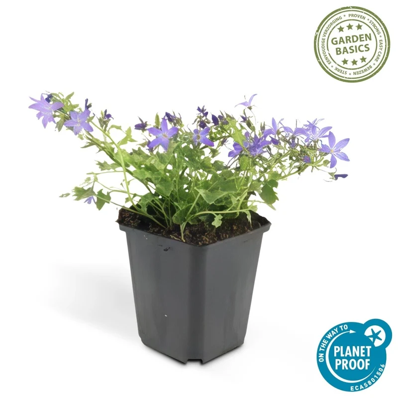 24x Campanula poscharskyana ‘Stella’ – Hängepolster-Glockenblume für Beete, Mauern & Balkon – Höhe 10–25 cm – Ø 9 cm