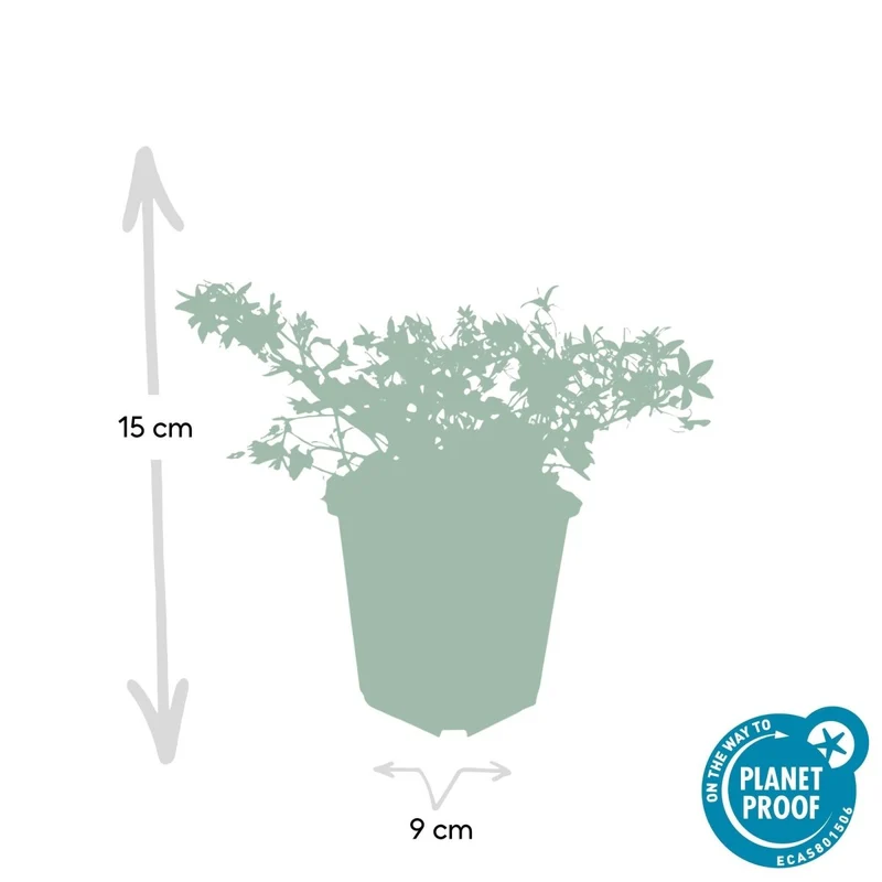 24x Campanula poscharskyana ‘Stella’ – Hängepolster-Glockenblume für Beete, Mauern & Balkon – Höhe 10–25 cm – Ø 9 cm