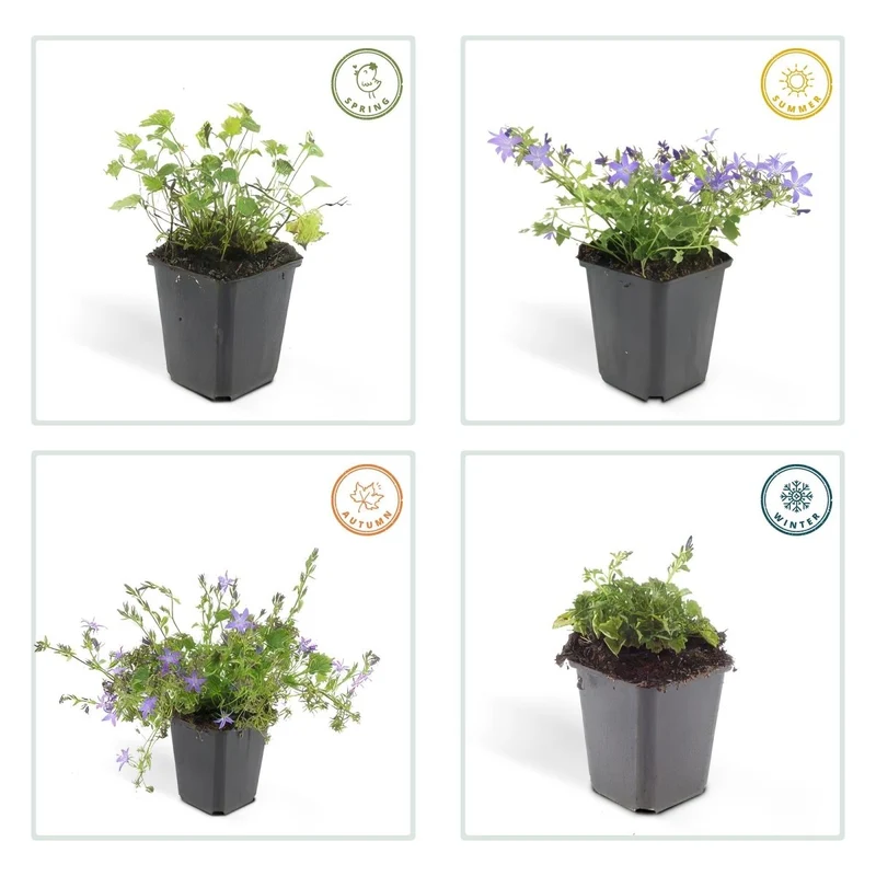 24x Campanula poscharskyana ‘Stella’ – Hängepolster-Glockenblume für Beete, Mauern & Balkon – Höhe 10–25 cm – Ø 9 cm