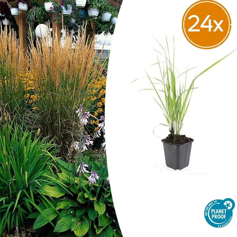 24x Garten-Reitgras 'Karl Foerster' kaufen – Calamagrostis acutiflora | aufrecht & winterstandfest