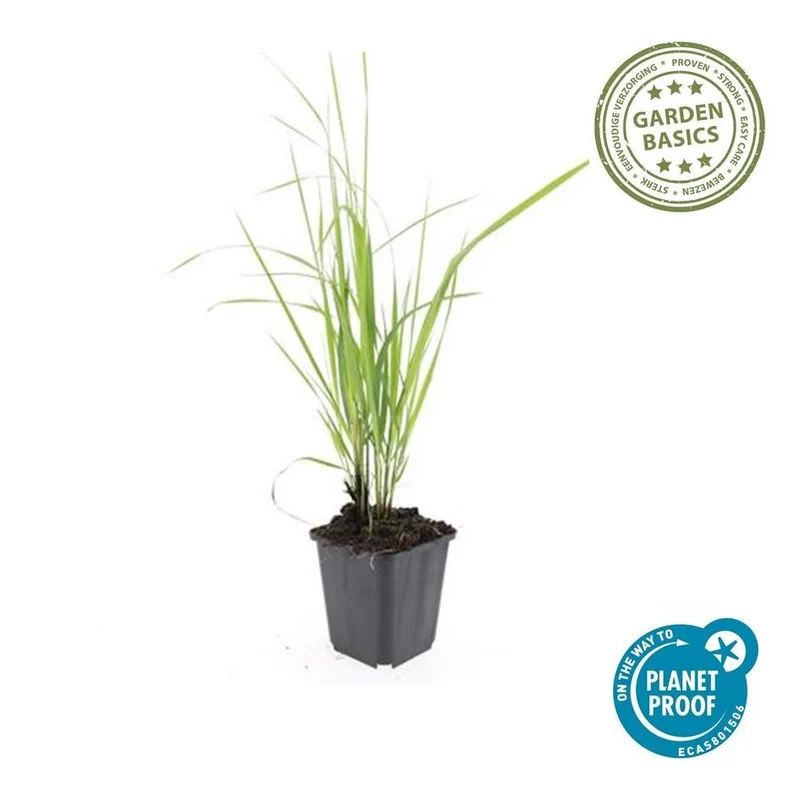 24x Garten-Reitgras 'Karl Foerster' kaufen – Calamagrostis acutiflora | aufrecht & winterstandfest