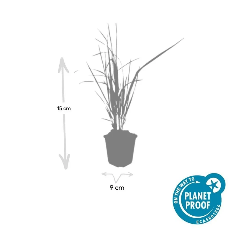 24x Garten-Reitgras 'Karl Foerster' kaufen – Calamagrostis acutiflora | aufrecht & winterstandfest
