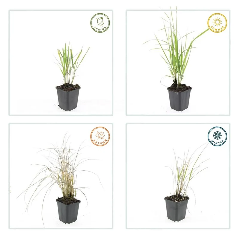 24x Garten-Reitgras 'Karl Foerster' kaufen – Calamagrostis acutiflora | aufrecht & winterstandfest