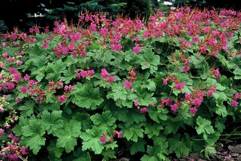 24x Geranium macrorrhizum ‘Czakor’ – Balkan-Storchschnabel mit roten Blüten – Höhe 10–25 cm – Ø 9 cm