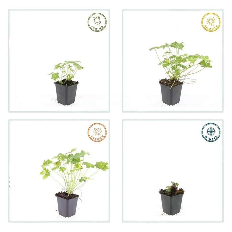 24x Geranium macrorrhizum ‘Czakor’ – Balkan-Storchschnabel mit roten Blüten – Höhe 10–25 cm – Ø 9 cm