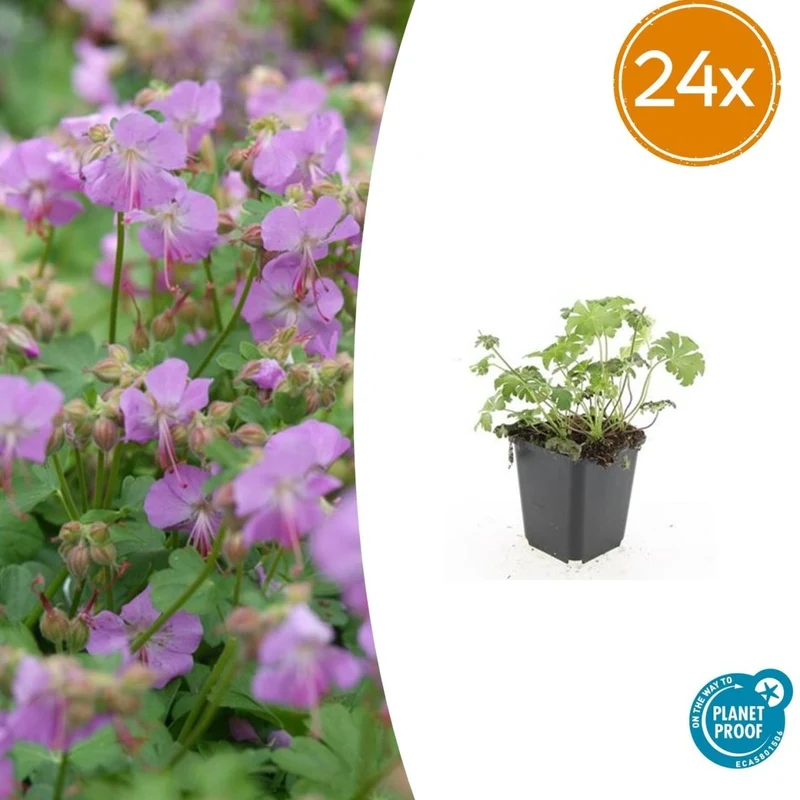 24x Geranium cantabrigiense ‘Cambridge’ – Duftender Bodendecker für sonnige & halbschattige Lagen – Höhe 10–25 cm – Ø 9 cm