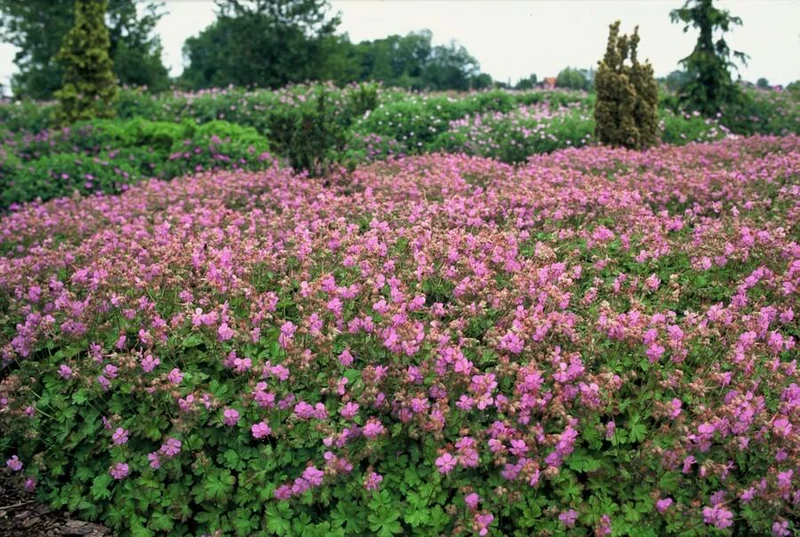 24x Geranium cantabrigiense ‘Cambridge’ – Duftender Bodendecker für sonnige & halbschattige Lagen – Höhe 10–25 cm – Ø 9 cm