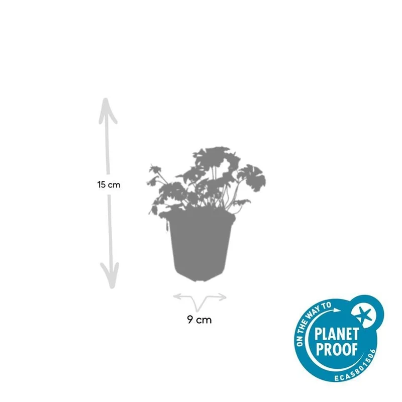 24x Geranium cantabrigiense ‘Cambridge’ – Duftender Bodendecker für sonnige & halbschattige Lagen – Höhe 10–25 cm – Ø 9 cm