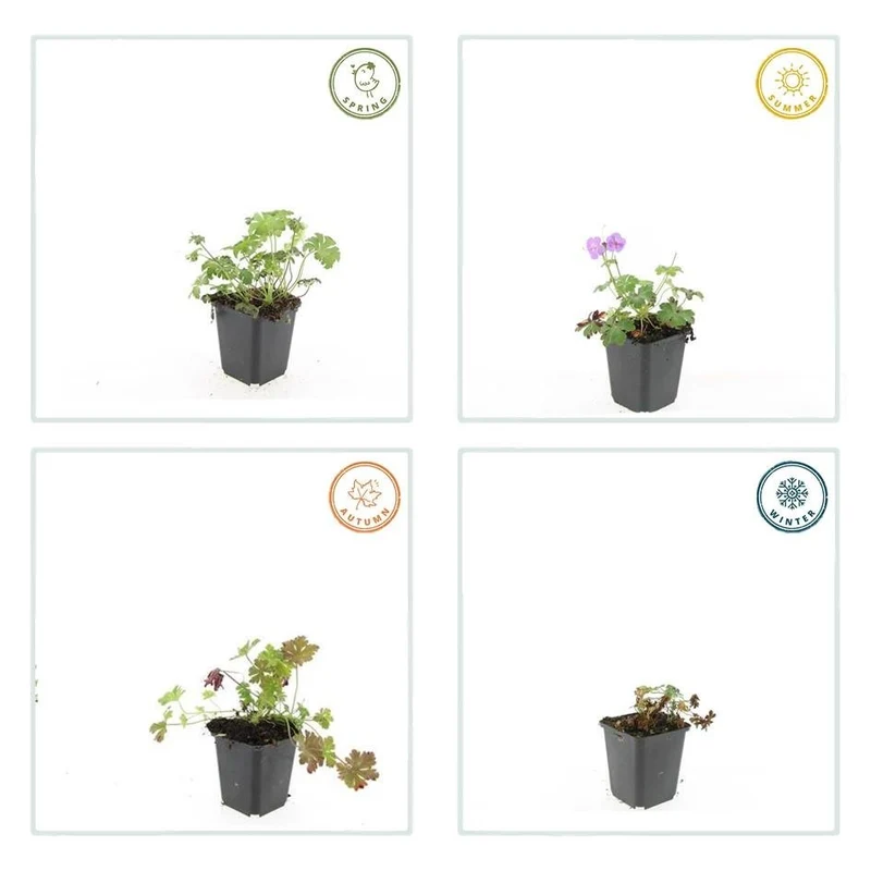 24x Geranium cantabrigiense ‘Cambridge’ – Duftender Bodendecker für sonnige & halbschattige Lagen – Höhe 10–25 cm – Ø 9 cm