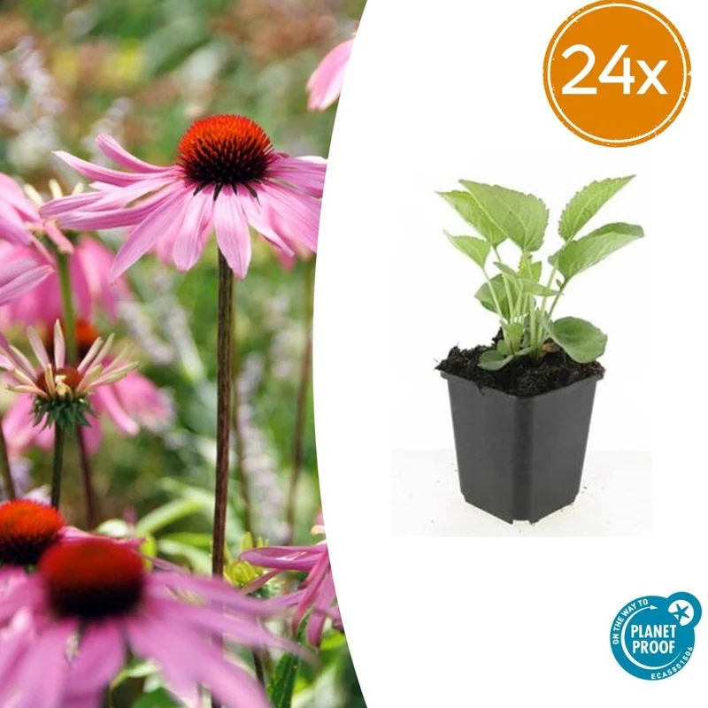 24x Echinacea purpurea ‘Magnus’ – Purpur-Sonnenhut für Staudenbeete & Naturgärten – Höhe 10–25 cm – Ø 9 cm