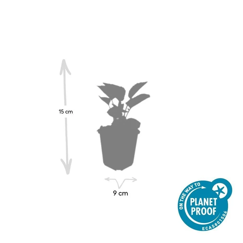 24x Echinacea purpurea ‘Magnus’ – Purpur-Sonnenhut für Staudenbeete & Naturgärten – Höhe 10–25 cm – Ø 9 cm