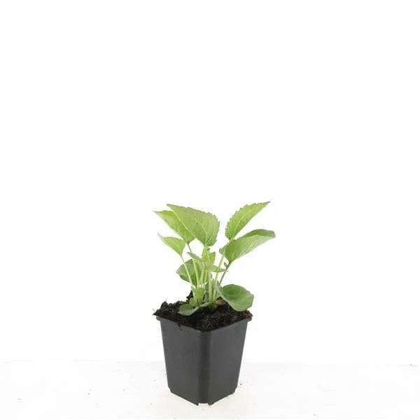 24x Echinacea purpurea ‘Magnus’ – Purpur-Sonnenhut für Staudenbeete & Naturgärten – Höhe 10–25 cm – Ø 9 cm