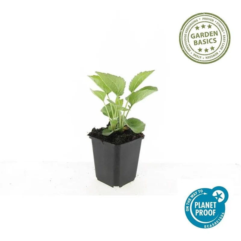 24x Echinacea purpurea ‘Magnus’ – Purpur-Sonnenhut für Staudenbeete & Naturgärten – Höhe 10–25 cm – Ø 9 cm