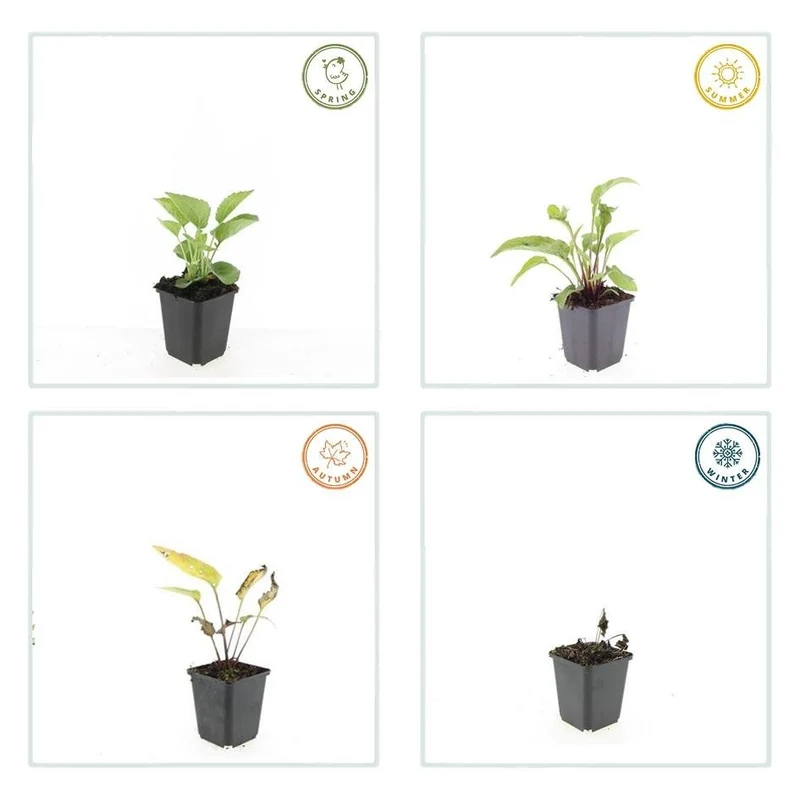 24x Echinacea purpurea ‘Magnus’ – Purpur-Sonnenhut für Staudenbeete & Naturgärten – Höhe 10–25 cm – Ø 9 cm