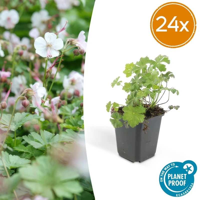 24x Duft-Storchschnabel 'Biokovo' kaufen – Geranium cantabrigiense | Bodendecker für Sonne & Schatten
