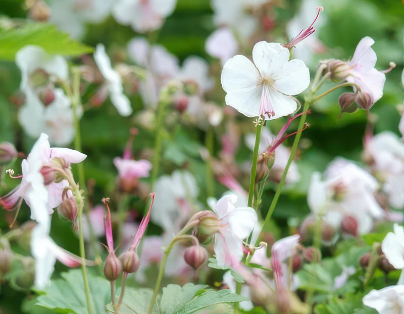 24x Duft-Storchschnabel 'Biokovo' kaufen – Geranium cantabrigiense | Bodendecker für Sonne & Schatten