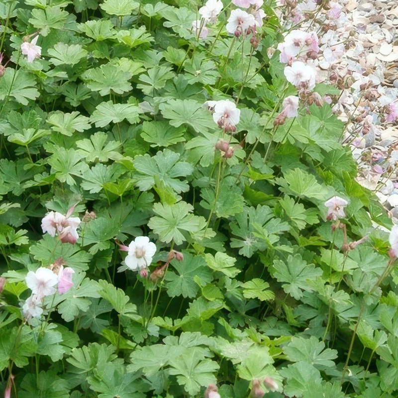 24x Duft-Storchschnabel 'Biokovo' kaufen – Geranium cantabrigiense | Bodendecker für Sonne & Schatten