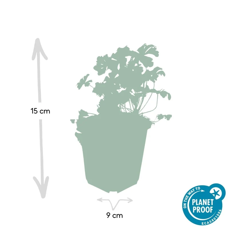 24x Duft-Storchschnabel 'Biokovo' kaufen – Geranium cantabrigiense | Bodendecker für Sonne & Schatten