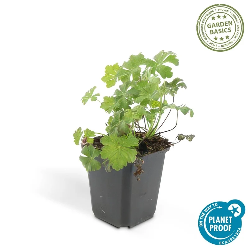 24x Duft-Storchschnabel 'Biokovo' kaufen – Geranium cantabrigiense | Bodendecker für Sonne & Schatten