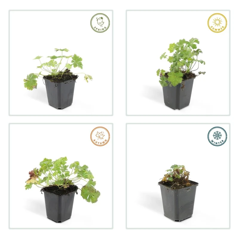 24x Duft-Storchschnabel 'Biokovo' kaufen – Geranium cantabrigiense | Bodendecker für Sonne & Schatten