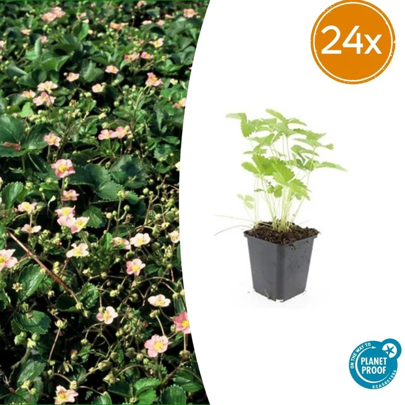 24x Fragaria vesca – Wald-Erdbeere für Garten & Beet – Höhe 10–25 cm – Ø 9 cm Topf