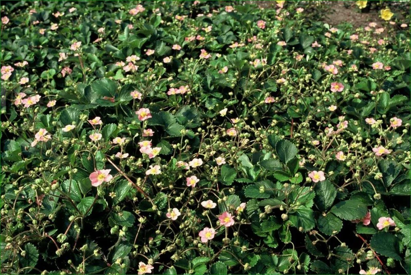 24x Fragaria vesca – Wald-Erdbeere für Garten & Beet – Höhe 10–25 cm – Ø 9 cm Topf