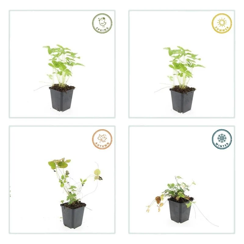 24x Fragaria vesca – Wald-Erdbeere für Garten & Beet – Höhe 10–25 cm – Ø 9 cm Topf