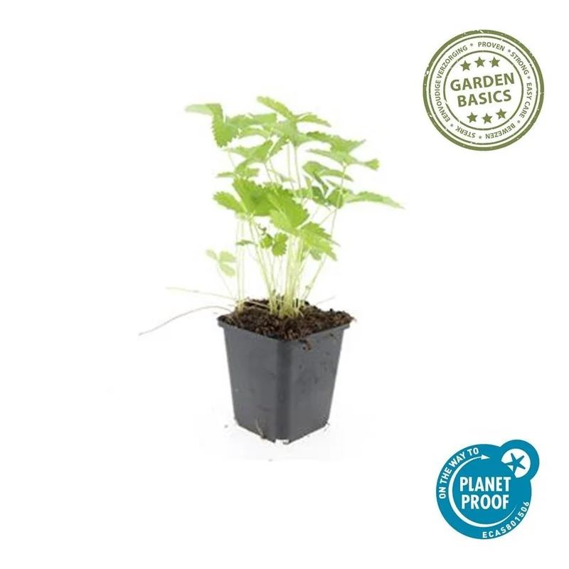 24x Fragaria vesca – Wald-Erdbeere für Garten & Beet – Höhe 10–25 cm – Ø 9 cm Topf