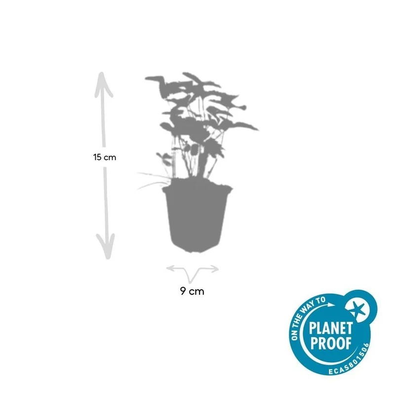24x Fragaria vesca – Wald-Erdbeere für Garten & Beet – Höhe 10–25 cm – Ø 9 cm Topf