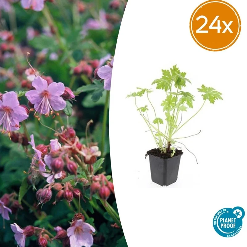 24x Geranium macrorrhizum – Immergrüner Bodendecker für Garten & Hang