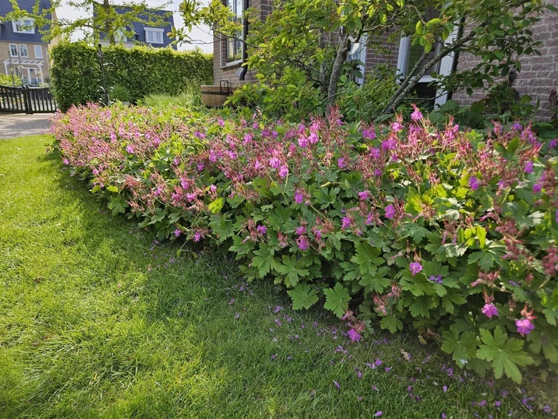 24x Geranium macrorrhizum – Immergrüner Bodendecker für Garten & Hang