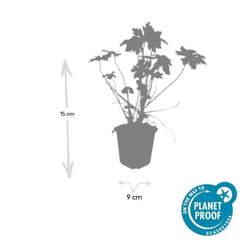 24x Geranium macrorrhizum – Immergrüner Bodendecker für Garten & Hang