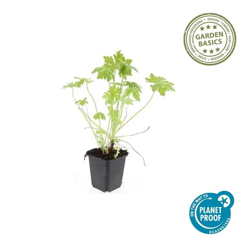 24x Geranium macrorrhizum – Immergrüner Bodendecker für Garten & Hang