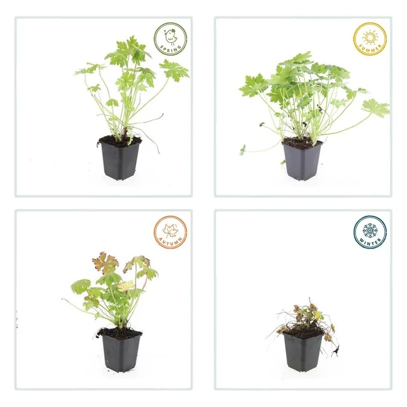 24x Geranium macrorrhizum – Immergrüner Bodendecker für Garten & Hang