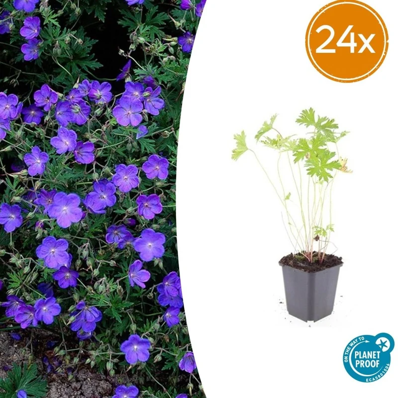 24x Blauer Storchschnabel für Beete & Flächen – Höhe 10–25 cm – Ø 9 cm Topf
