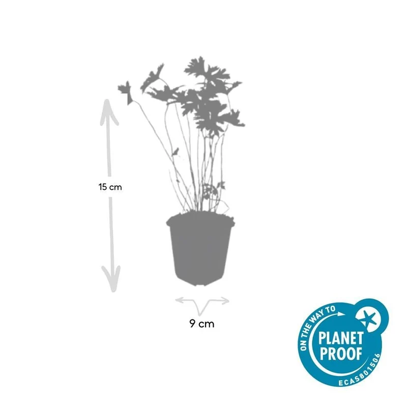 24x Blauer Storchschnabel für Beete & Flächen – Höhe 10–25 cm – Ø 9 cm Topf